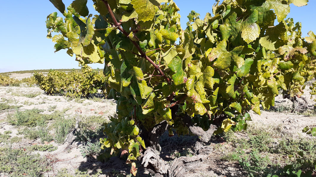 image in image with text