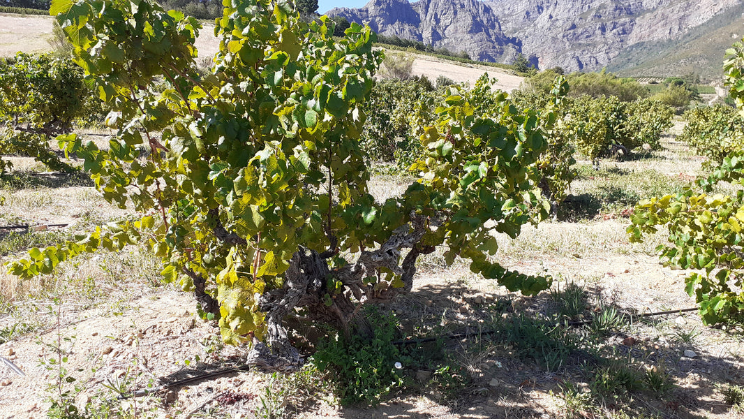 image in image with text